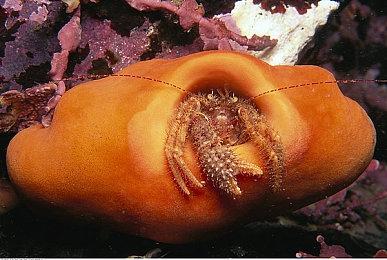 第一人称冒险游戏新作《蔑视》实机演示视频赏